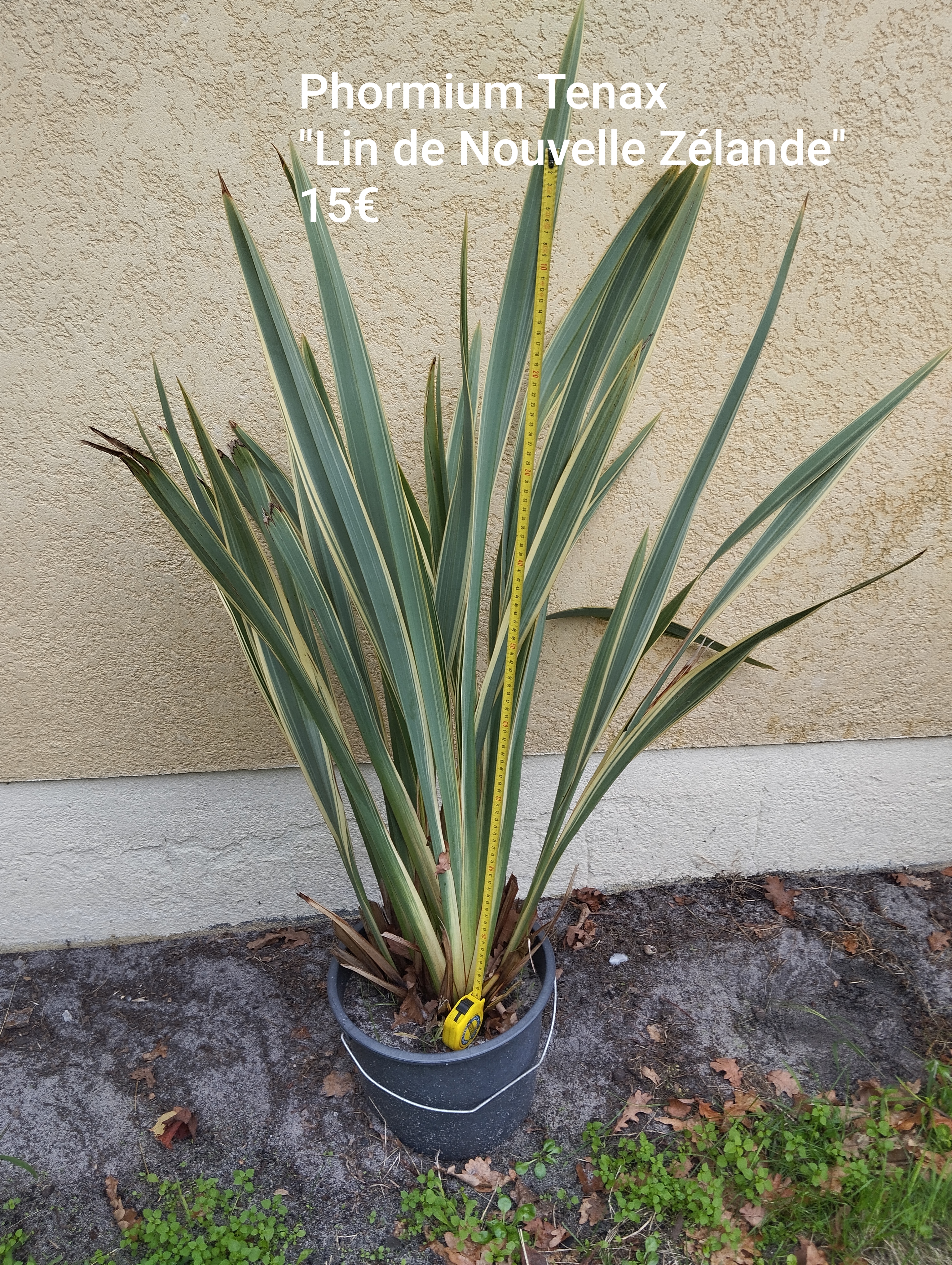 Phormium tenax Lin de Nouvelle Zélande