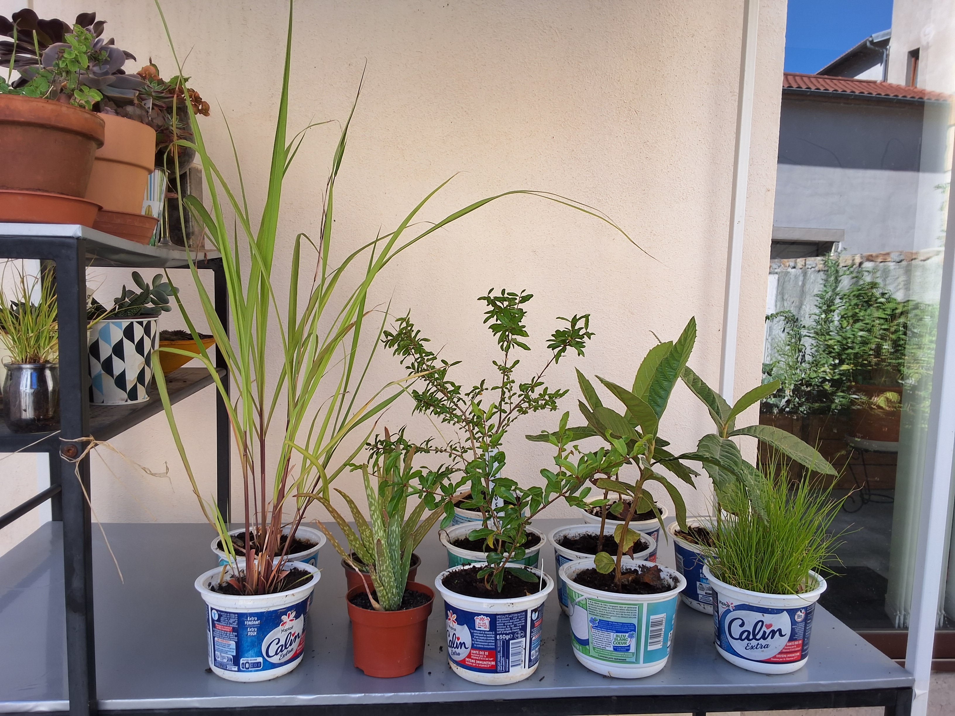plants